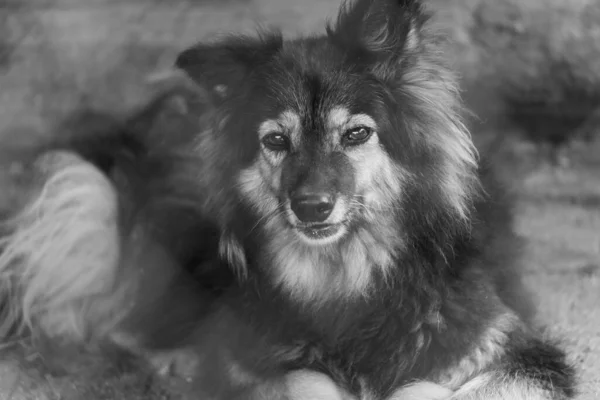 Black and white photo of homeless dog in a shelter for dogs. BW — Stock Photo, Image