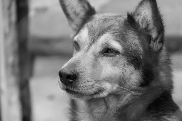 Foto en blanco y negro de un perro sin hogar en un refugio para perros. BW — Foto de Stock