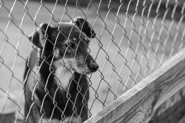 Schwarz-Weiß-Foto eines Obdachlosen in einem Tierheim für Hunde. BW — Stockfoto