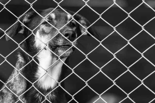 Foto en blanco y negro de un perro sin hogar en un refugio para perros. BW — Foto de Stock