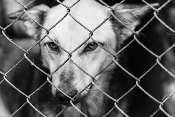 Foto en blanco y negro de un perro sin hogar en un refugio para perros. BW — Foto de Stock