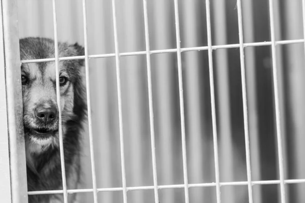 Foto en blanco y negro de un perro sin hogar en un refugio para perros. BW — Foto de Stock