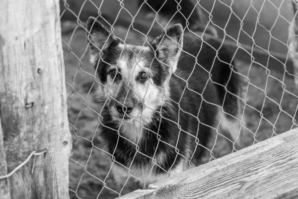 Köpek barınağındaki evsiz köpeğin siyah beyaz fotoğrafı. BW — Stok fotoğraf