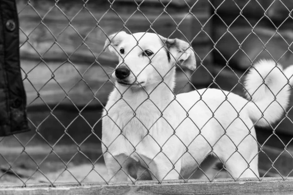 Schwarz-Weiß-Foto eines Obdachlosen in einem Tierheim für Hunde. BW — Stockfoto