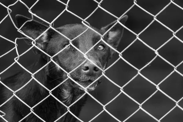 Foto em preto e branco do cão sem-teto em um abrigo para cães. BW — Fotografia de Stock