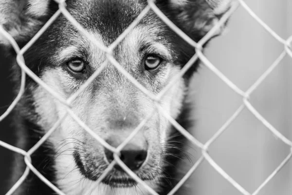 Black and white photo of homeless dog in a shelter for dogs. BW — Stock Photo, Image