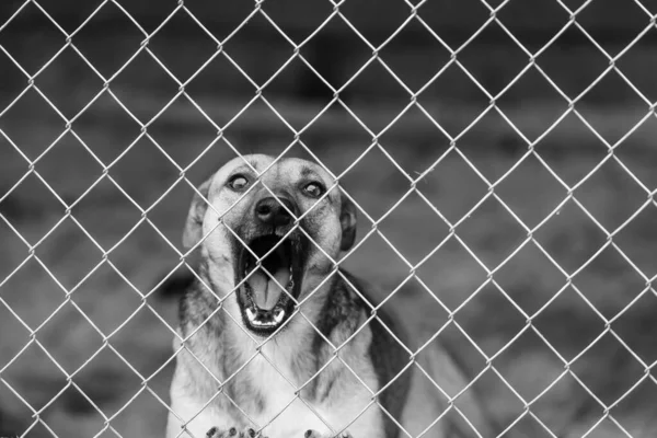 Svart och vitt foto av hemlös hund i ett härbärge för hundar. BW — Stockfoto