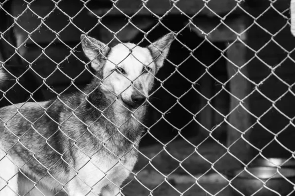 Черно-белое фото бездомной собаки в приюте для собак. BW — стоковое фото