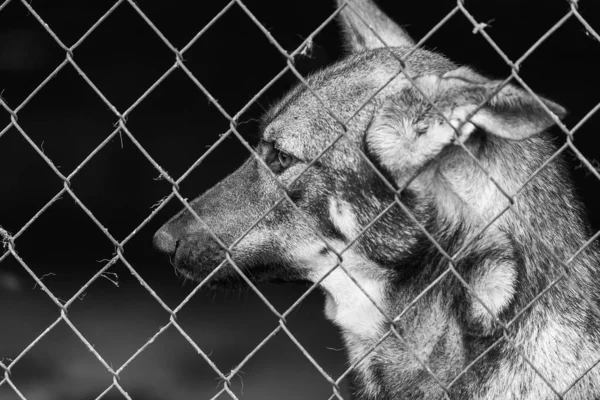 Foto em preto e branco do cão sem-teto em um abrigo para cães. BW — Fotografia de Stock