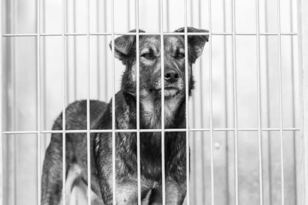 Foto en blanco y negro de un perro sin hogar en un refugio para perros. BW — Foto de Stock