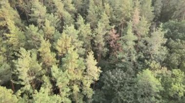 Bir yaz gününde yeşil bir ormanın havadan görünüşü