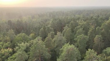 Bir yaz gününde yeşil bir ormanın havadan görünüşü