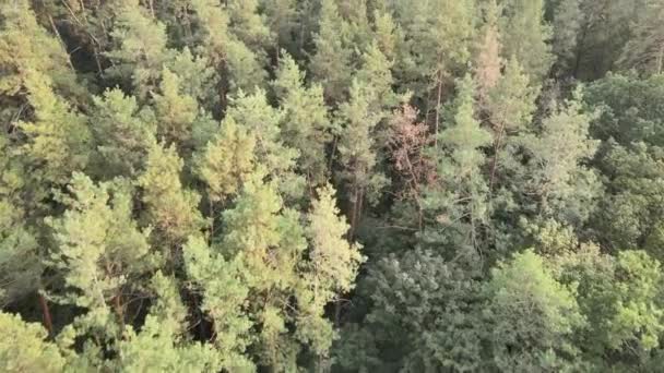 Vue aérienne d'une forêt verdoyante un jour d'été