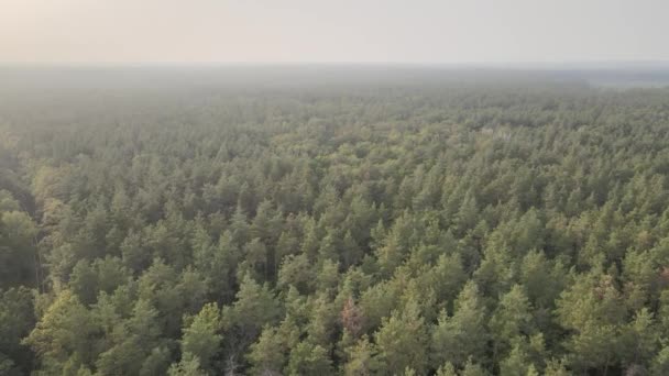 Вид з повітря на зелений ліс в літній день — стокове відео