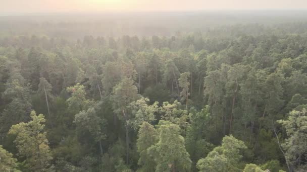 Вид з повітря на зелений ліс в літній день — стокове відео