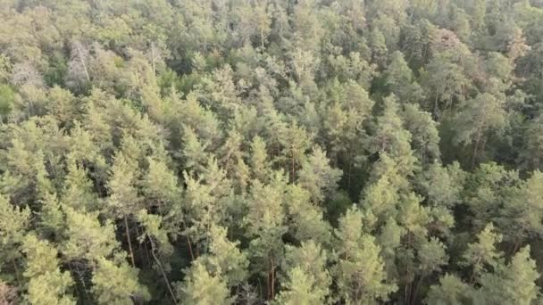 Vue aérienne d'une forêt verdoyante un jour d'été