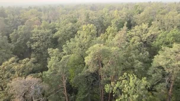 Vue aérienne d'une forêt verdoyante un jour d'été