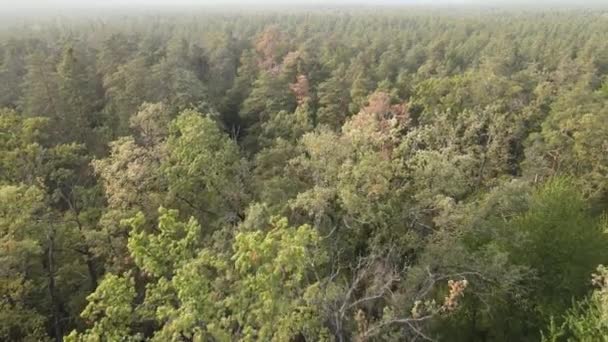 Vue aérienne d'une forêt verdoyante un jour d'été