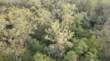 Bir yaz gününde yeşil bir ormanın havadan görünüşü