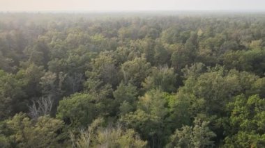 Bir yaz gününde yeşil bir ormanın havadan görünüşü