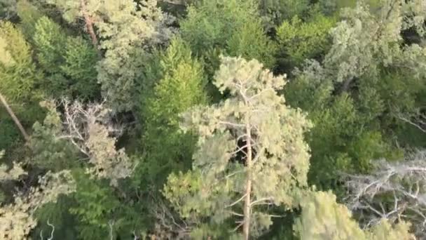 Aerial view of a green forest on a summer day — Stock Video