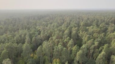 Bir yaz gününde yeşil bir ormanın havadan görünüşü