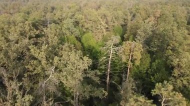 Bir yaz gününde yeşil bir ormanın havadan görünüşü