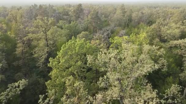 Vista aérea de un bosque verde en un día de verano — Vídeo de stock