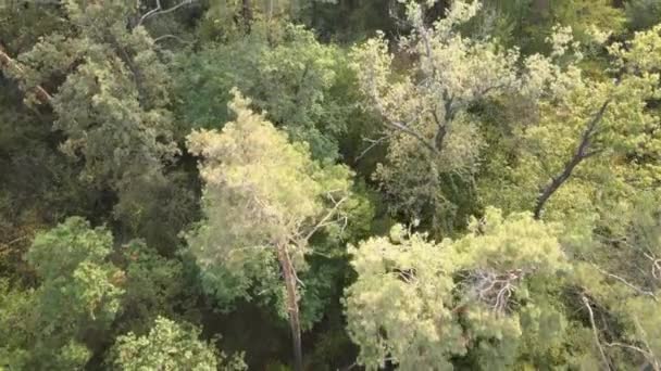 Aerial view of a green forest on a summer day — Stock Video