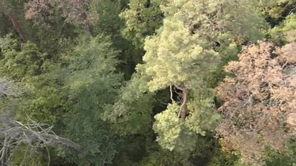 Aerial view of a green forest on a summer day — Stock Video