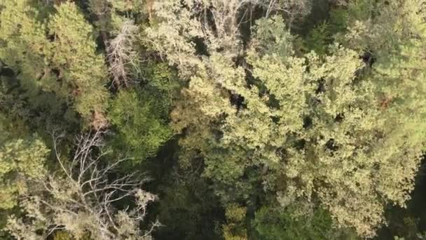 Luftaufnahme eines grünen Waldes an einem Sommertag — Stockvideo