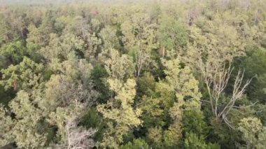 Bir yaz gününde yeşil bir ormanın havadan görünüşü