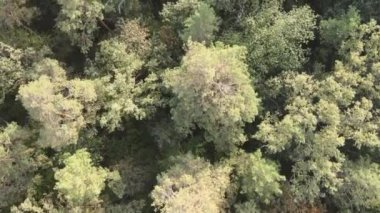 Bir yaz gününde yeşil bir ormanın havadan görünüşü