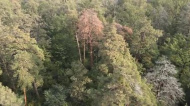 Bir yaz gününde yeşil bir ormanın havadan görünüşü