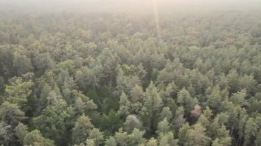 Bir yaz gününde yeşil bir ormanın havadan görünüşü