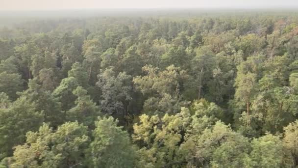 Vue aérienne d'une forêt verdoyante un jour d'été