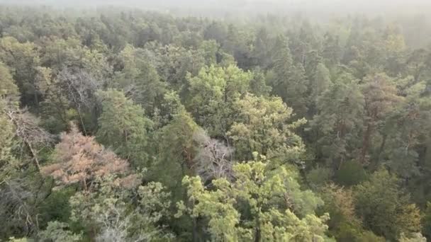 Vue aérienne d'une forêt verdoyante un jour d'été
