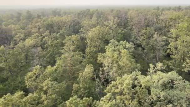 Vue aérienne d'une forêt verdoyante un jour d'été