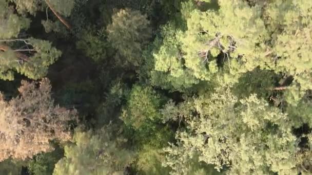 Veduta aerea di una foresta verde in una giornata estiva — Video Stock