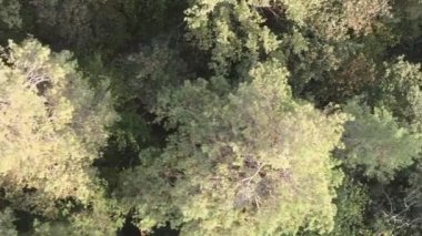 Bir yaz günü yeşil bir ormanın dikey videosu
