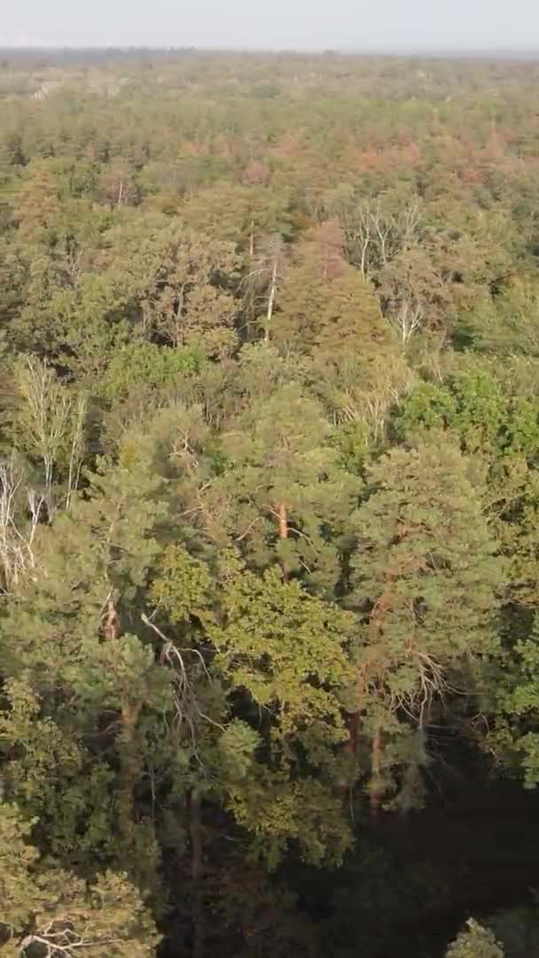 Vídeo vertical de un bosque verde en un día de verano — Vídeo de stock