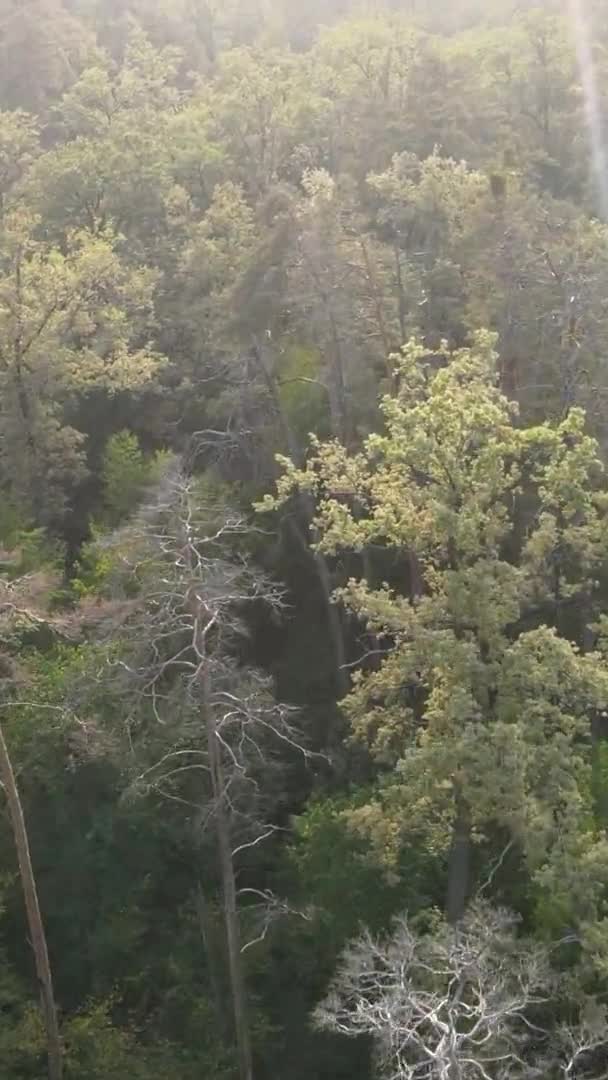 Vertical video of a green forest on a summer day — Stock Video