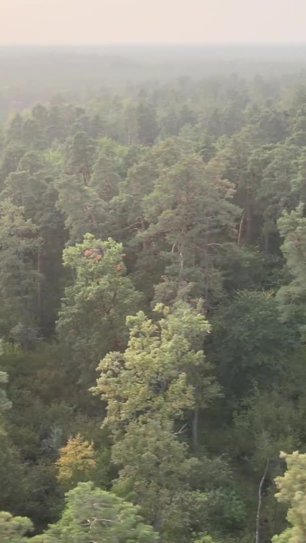 Вертикальне відео зеленого лісу в літній день — стокове відео