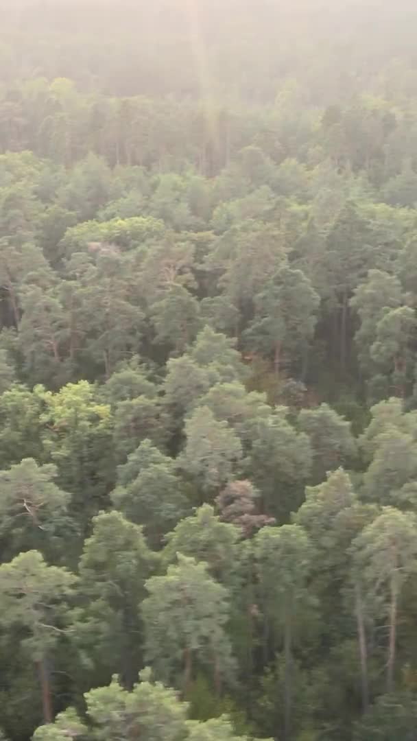 Vertical video of a green forest on a summer day — Stock Video