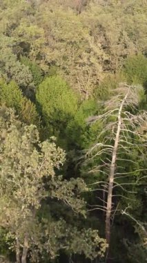 Bir yaz günü yeşil bir ormanın dikey videosu