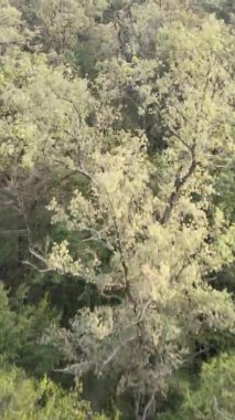 Bir yaz günü yeşil bir ormanın dikey videosu