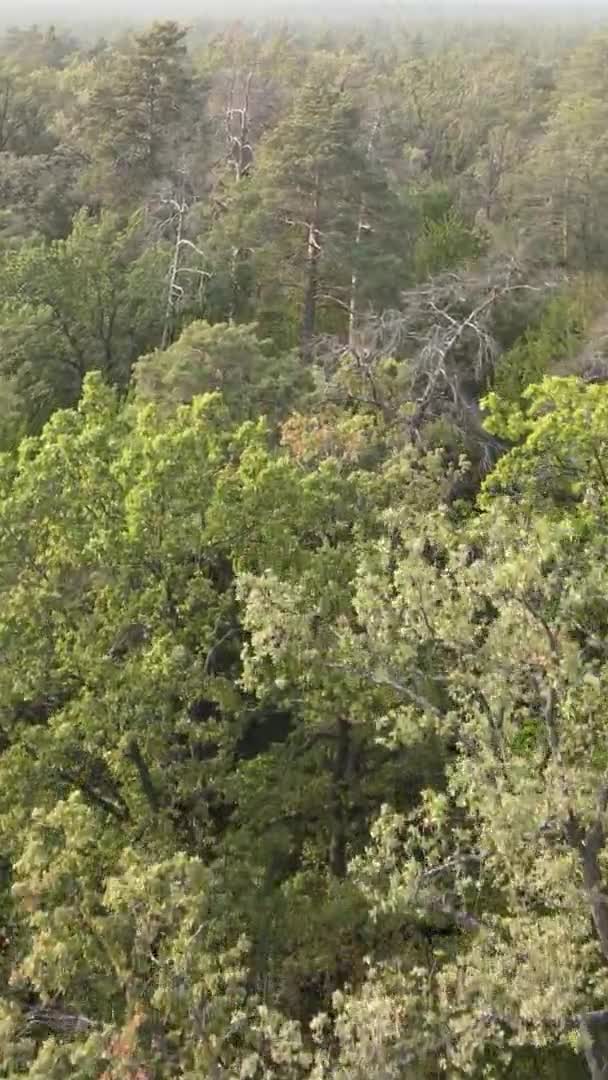 Vertical video of a green forest on a summer day — Stock Video