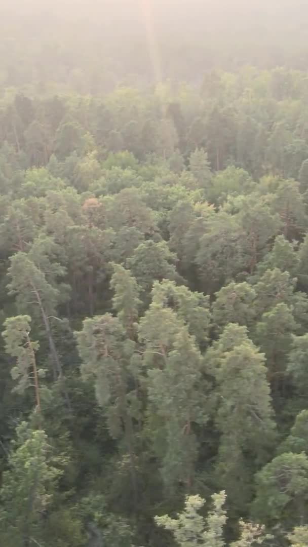 Вертикальное видео зеленого леса в летний день — стоковое видео