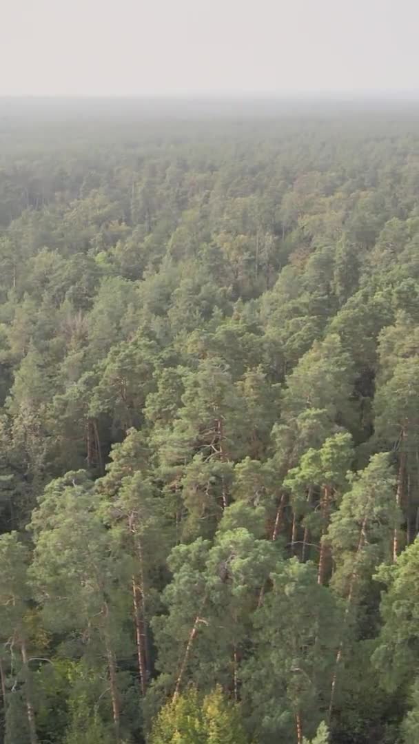 Vidéo verticale d'une forêt verte un jour d'été