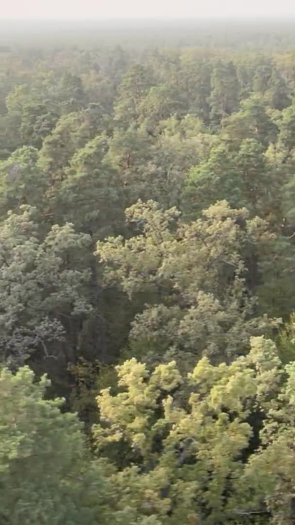 Vidéo verticale d'une forêt verte un jour d'été